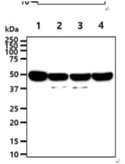 Enolase 1 Mouse anti-Human, Clone: 1G7, Novus Biologicals 50&mu;L; Unlabeled:Antibodies,