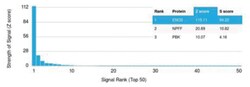 Enolase 2/Neuron-specific Enolase Mouse anti-Human, Clone: ENO2/1462, Novus