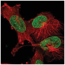 EPGN Antibody, Novus Biologicals:Antibodies:Primary Antibodies