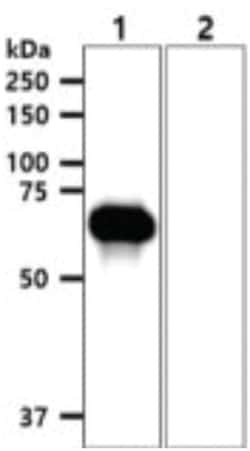 EphA2 Mouse anti-Human, Clone: 66G9, Novus Biologicals 50 &mu;L | Buy Online | Novus Biologicals | Fisher Scientific