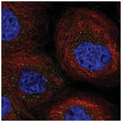 Ephrin-A5 Antibody, Novus Biologicals:Antibodies:Primary Antibodies