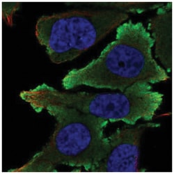 Ephrin-B1 Antibody, Novus Biologicals 25 &mu;L, Unlabeled:Antibodies, Polyclonal