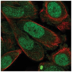 Epimorphin/Syntaxin 2 Antibody, Novus Biologicals 100&mu;L; Unlabeled:Antibodies,