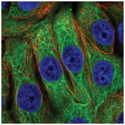 EPPK1 Antibody, Novus Biologicals:Antibodies:Primary Antibodies