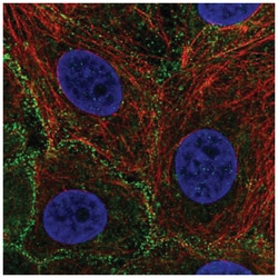 EPS15R Antibody, Novus Biologicals 100&mu;L; Unlabeled:Antibodies, Polyclonal