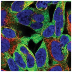 Epsin 1 Antibody, Novus Biologicals:Antibodies:Primary Antibodies