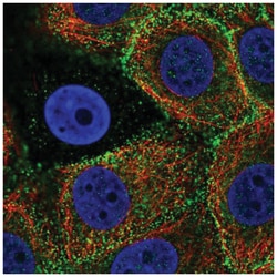 Epsin 3 Antibody, Novus Biologicals 100&mu;L; Unlabeled:Antibodies, Polyclonal