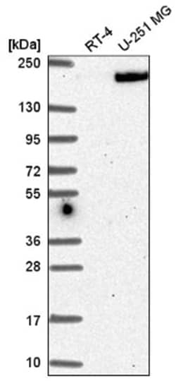 Erbin Antibody, Novus Biologicals 100&mu;L; Unlabeled:Antibodies, Polyclonal