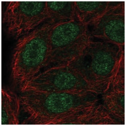 ERF Antibody, Novus Biologicals:Antibodies:Primary Antibodies