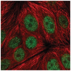 ERG28 Antibody, Novus Biologicals 100&mu;L; Unlabeled:Anticuerpos