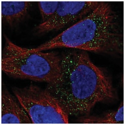 espin Antibody, Novus Biologicals:Antibodies:Primary Antibodies