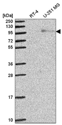 Exonuclease 1 Antibody, Novus Biologicals:Antibodies:Primary Antibodies