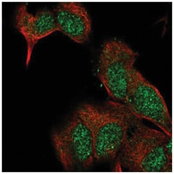 Exostosin-like 2/EXTL2 Antibody, Novus Biologicals 100&mu;L; Unlabeled:Antibodies,