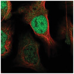 Exportin 4 Antibody, Novus Biologicals:Antibodies:Primary Antibodies