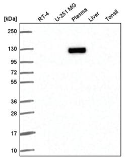 Exportin-T Antibody, Novus Biologicals:Antibodies:Primary Antibodies
