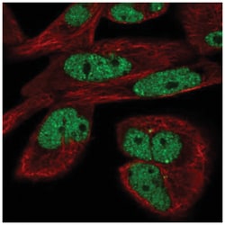 EYA3 Antibody, Novus Biologicals:Antibodies:Primary Antibodies