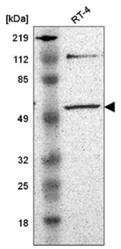 FAAP Antibody, Novus Biologicals:Antibodies:Primary Antibodies