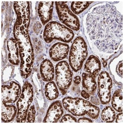 FAHD1 Antibody, Novus Biologicals:Antibodies:Primary Antibodies