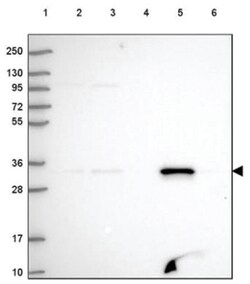 FAHD2A Antibody, Novus Biologicals:Antibodies:Primary Antibodies