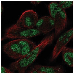 FAM101A Antibody, Novus Biologicals 100&mu;L; Unlabeled:Antikroppar