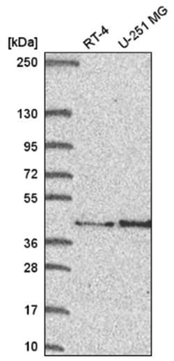 FAM107B Antibody, Novus Biologicals:Antibodies:Primary Antibodies