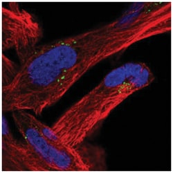 FAM125B Antibody, Novus Biologicals 100&mu;L; Unlabeled:Antibodies, Polyclonal