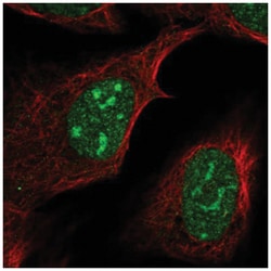 FAM133B Antibody, Novus Biologicals:Antibodies:Primary Antibodies