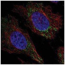 FAM160A2 Antibody, Novus Biologicals 25 &mu;L, Unlabeled:Antibodies, Polyclonal
