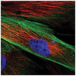FAM167B Antibody, Novus Biologicals:Antibodies:Primary Antibodies