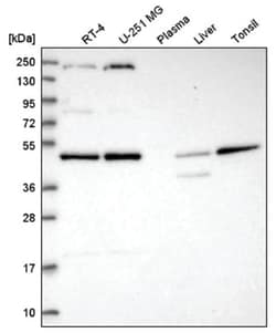 FAM172A Antibody, Novus Biologicals 25 &mu;L | Buy Online | Novus Biologicals | Fisher Scientific