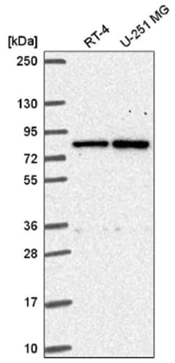 FAM178A Antibody, Novus Biologicals 100&mu;L; Unlabeled:Antibodies, Polyclonal