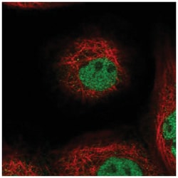FAM179B Antibody, Novus Biologicals 25 &mu;L, Unlabeled:Antibodies, Polyclonal