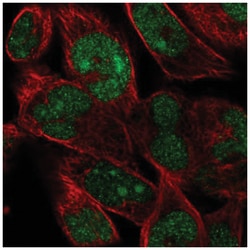 FAM204A Antibody, Novus Biologicals:Antibodies:Primary Antibodies