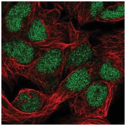 FAM208B Antibody, Novus Biologicals 100&mu;L; Unlabeled:Antibodies, Polyclonal