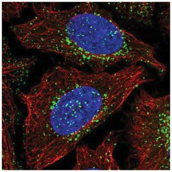 FAM21A Antibody, Novus Biologicals 100&mu;L; Unlabeled:Antibodies, Polyclonal