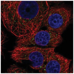 FAM220A Antibody, Novus Biologicals 25 &mu;L:Antibodies, Polyclonal
