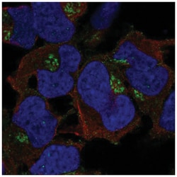 FAM26E Antibody, Novus Biologicals 25 &mu;L:Antibodies, Polyclonal