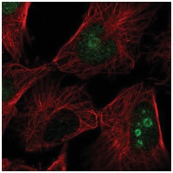 FAM3A Antibody, Novus Biologicals:Antibodies:Primary Antibodies