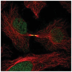 FAM50B Antibody, Novus Biologicals 25 &mu;L:Antibodies, Polyclonal