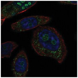 FAM5B Antibody, Novus Biologicals 100&mu;L; Unlabeled:Antibodies, Polyclonal