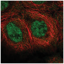 FAM63A Antibody, Novus Biologicals 25 &mu;L, Unlabeled:Antibodies, Polyclonal