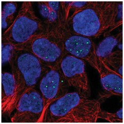 FAM69B Antibody, Novus Biologicals 100&mu;L; Unlabeled:Antibodies, Polyclonal