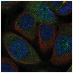 FAM76A Antibody, Novus Biologicals:Antibodies:Primary Antibodies