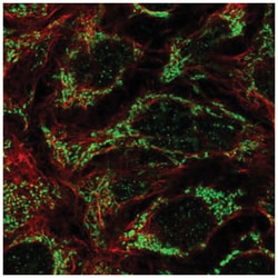 FAM83F Antibody, Novus Biologicals 100&mu;L; Unlabeled:Antibodies, Polyclonal