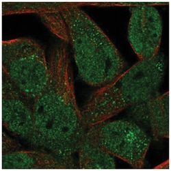 FAM89A Antibody, Novus Biologicals 25 &mu;L, Unlabeled:Antibodies, Polyclonal