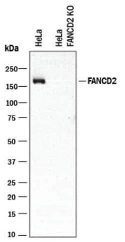 FANCD2 Antibody (1290D) - BSA Free, Novus Biologicals 0.025mg; Unlabeled:Antibodies,