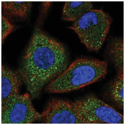 FANCG Antibody, Novus Biologicals 100&mu;L; Unlabeled:Antibodies, Polyclonal
