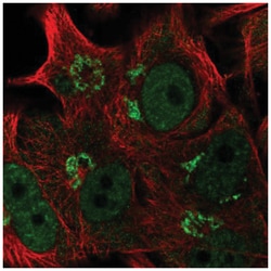 FAPP2 Antibody, Novus Biologicals 100&mu;L; Unlabeled:Antikroppar