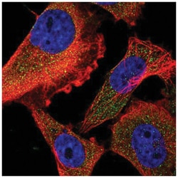 FARP2 Antibody, Novus Biologicals:Antibodies:Primary Antibodies