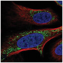 FASTKD2 Antibody, Novus Biologicals 25 &mu;L, Unlabeled:Antibodies, Polyclonal